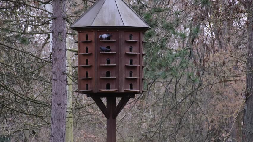 Variety of doves sitting on the balconies of a brown pigeon loft and flying around. Concept of bird pollution problems. Huge brown bird nest or house or cage with many doors among trees in a city park