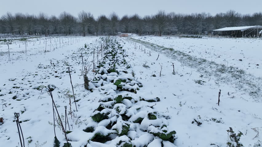Savoy cabbage farm vegetable winter field drone aerial snow covered frost bio detail leaves leaf heads Brassica oleracea sabauda close-up land root crop farm plantation farming harvest garden Europe