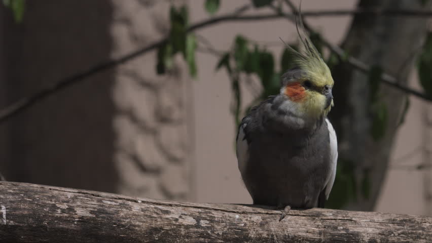 Cockatiel, a small parrot endemic to Australia. Nymphicus hollandicus