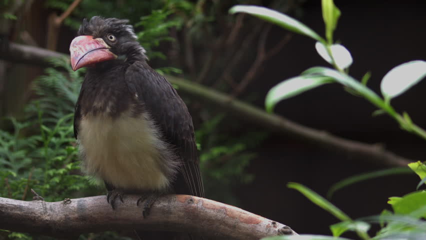 Crowned Hornbill. Lophoceros alboterminatus is an African hornbill. Close-up