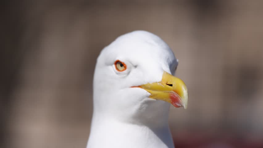 Close-up of a seagull looking around