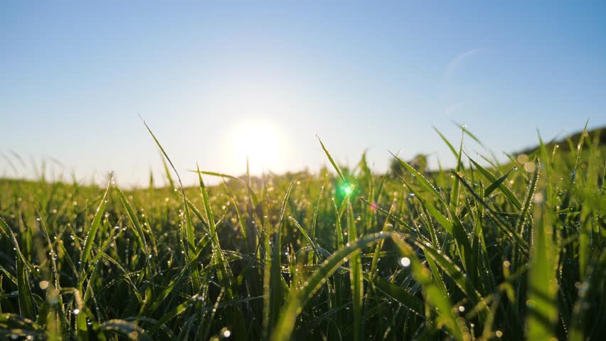 Dew drops of fresh morning water on bright green grass lit by sun, camera movement, closeup, slow motion, unfolding. Shoots of green young wheat are covered with dew drops in rays of sun against sky. Royalty-Free Stock Footage #1100957905