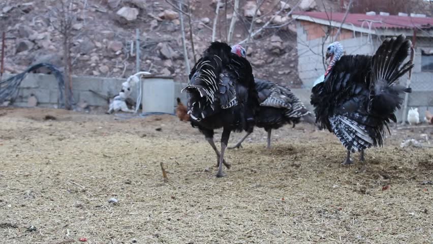 turkeys and chickens looking for food in the garden