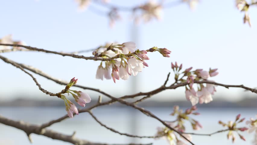 A 4k slow motion video of the Cherry Blossoms at the Tidal Basin in Washington DC with the Washington Monument blurred in the background.