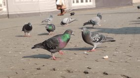 City pigeons eat bread. Close up high speed bird video