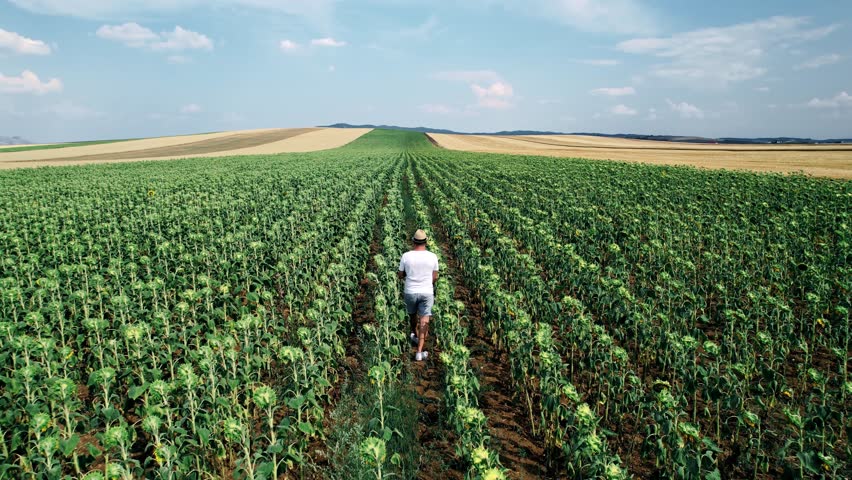 Senior farmer with hat examining crop at agriculture sunflower field on sunny day