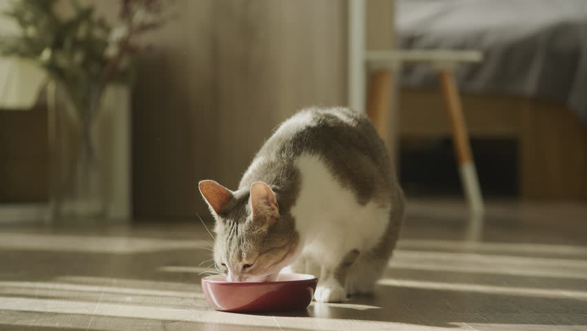 Domestic cat eating food, tabby short hair feline tasting meal