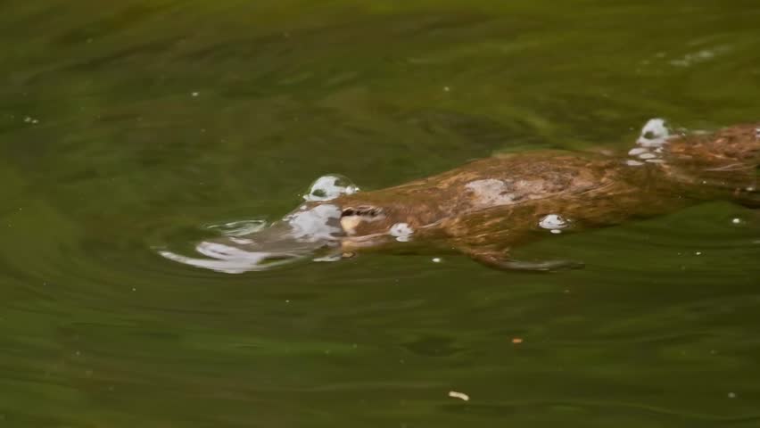 Platypus - Ornithorhynchus anatinus, duck-billed platypus, strange water marsupial with duck beak and flat fin tail swimming in lake, egg-laying mammal endemic to eastern Australia and Tasmania. Royalty-Free Stock Footage #1100966529