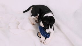 Top video of a pretty naughty small dog staying alone at home and bites blue slippers lying on the white sofa.