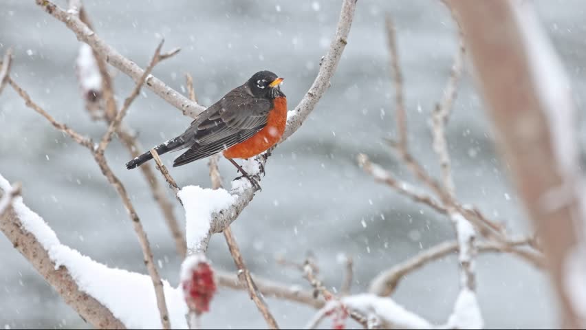 An American Robin perched on a branch during a snow storm. River flowing in the background.