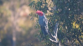 a high frame rate clip of a male gang-gang cockatoo perching in a tree at kosciuszko national park in the snowy mountains of nsw, australia