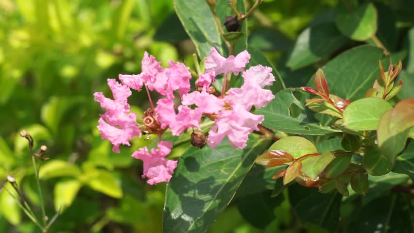 Lagerstroemia indica (Also known crape myrtle, crepe myrtle, queen crape myrtle, bungur, jarul, banaba). This plant are often planted both privately and commercially as ornamentals. Royalty-Free Stock Footage #1100972257