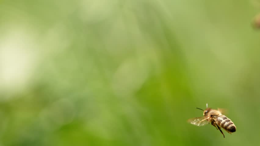 Flying bees, low depth of focus. Filmed on high speed cinema camera, 1000fps. Royalty-Free Stock Footage #1100978315
