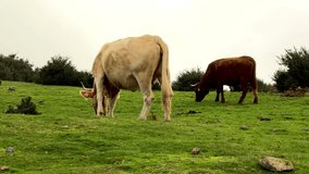Video footage of cows grazing in the grasslands of Madeira in Portugal. Green area full of grazing animals. Pastoralism in Madeira.
