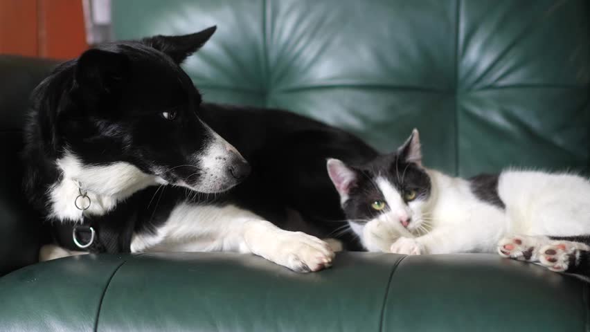 Kitten And Dog Looking Lovingly At Each Other