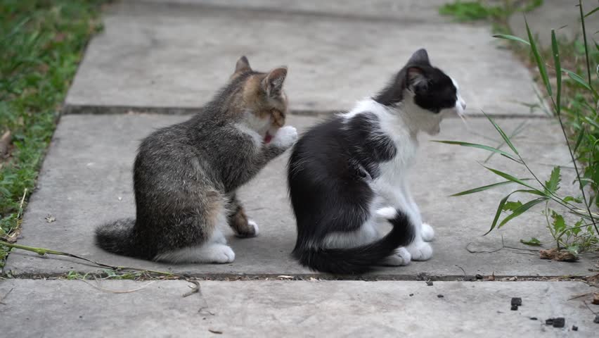 Two kittens wash their faces with their paws on the path in the yard
