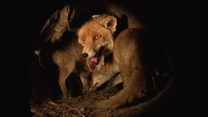 Red Fox, vulpes vulpes, Mother and Cub standing in Den, Normandy in France, Real Time Royalty-Free Stock Footage #1100985677