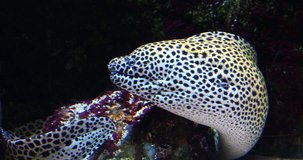 Honeycomb Moray Eel, gymnothorax favagineus, Adult, Real Time 4K