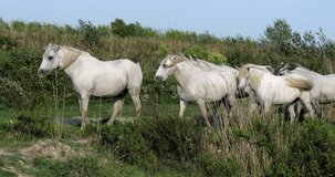 Camargue Horse, Herd standing in Swamp, Saintes Marie de la Mer in Camargue, in the South of France, Real Time 4K