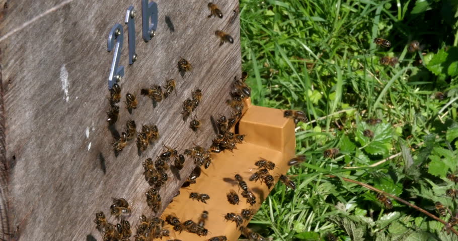 European Honey Bee, apis mellifera, Black Bees standing at Hive Entrance, Bee Hive in Normandy in France, Real Time 4K