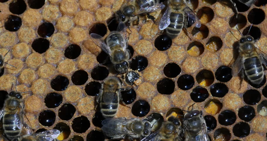 |European Honey Bee, apis mellifera, Black Bees working on Bee Brood, Bee Hive in Normandy in France, Real Time 4K