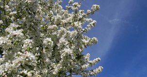 Wind in Blossoming Apple Tree Branches, Normandy in France, Real Time 4K