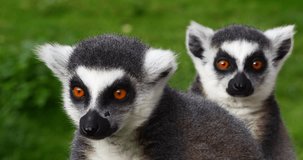 Ring Tailed Lemur, lemur catta. Portrait of Adults, Real Time 4K