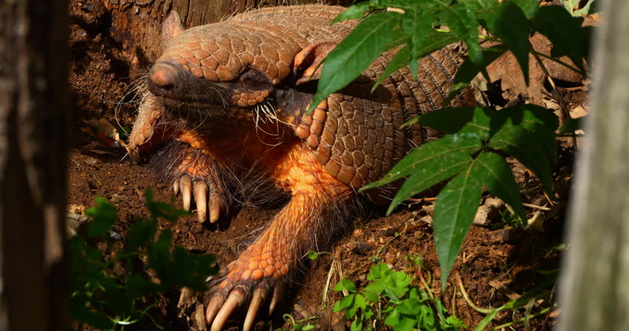 Yellow or Six-banded Armadillo, euphractus sexcinctus, Adult standing at Den Entrance, Real Time 4K