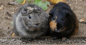 Guinea Pig, cavia porcellus, Pair of Adults Eating Food, Real Time 4K