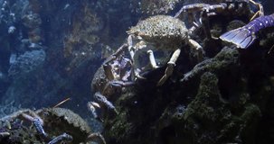 Spider Crab, maja brachydactyla, Seawater Aquarium in France, Real Time 4K