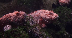 Red scorpionfish, scorpaena sp., Seawater Aquarium in France, Real Time 4K