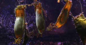 Dogfish Eggs, Shark Eggs in a Seawater Aquarium in France, Real Time 4K