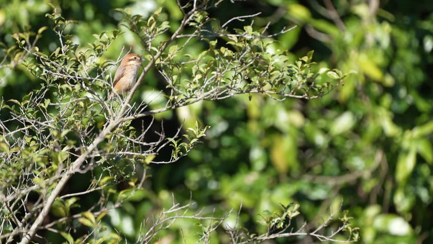 bull headed shrike is in a forest