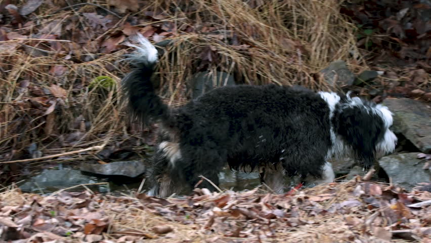 Bernedoodle puppy walking near forest creek, slow motion, Washington Crossing, Pennsylvania, USA.