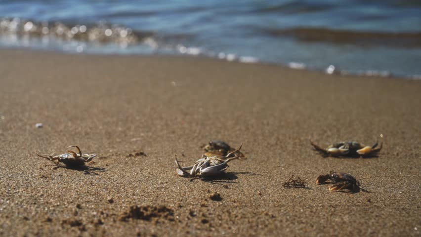 Dead crabs near the sea. Ecological catastrophy. | Shutterstock HD Video #1100987017