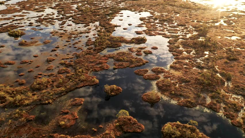 Aerial flying over a flooded swamp