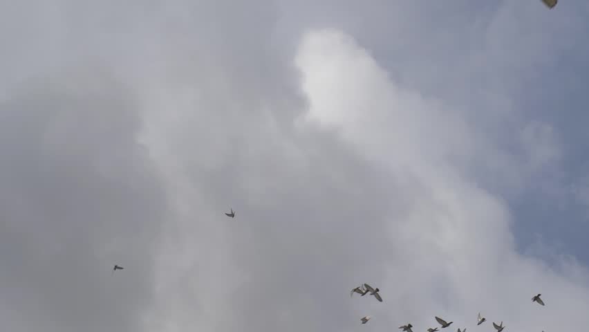 Large Flock Of Pigeons Close Up Slow Motion