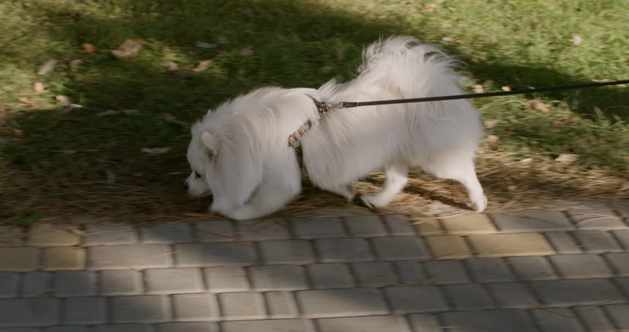 White dog walks with a park on a leash, white Japanese spitz on a walk Royalty-Free Stock Footage #1100993841