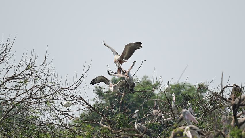 Migratory bird Spot billed pelican with its chicks wandering at the   Bird Sanctuary lake in winter foggy morning 