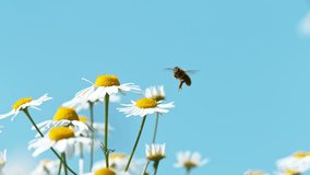 Flying bee gathering pollen from daisy flowers. Filmed on high speed cinema camera, 1000fps. - Powered by Shutterstock - Get 15% off with code: PIKWIZARD15