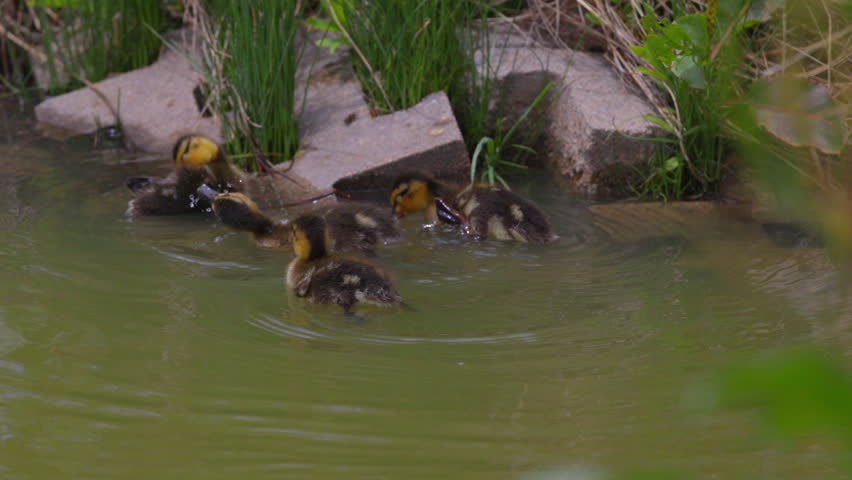 Slow Motion Shot Of Mallard Duck And Ducklings Preening In Lake By Plants - Arvada, Colorado