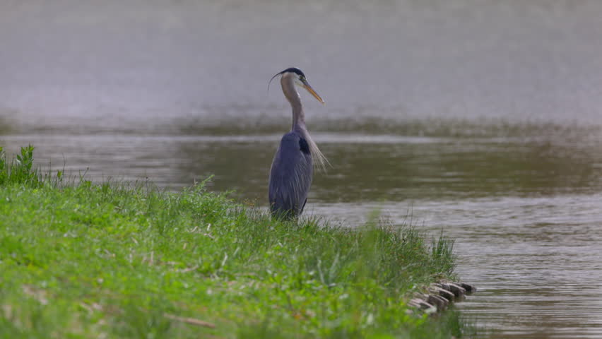 Slow Motion Shot Of Great Blue Heron Squawking By Lakeshore On Green Landscape - Arvada, Colorado