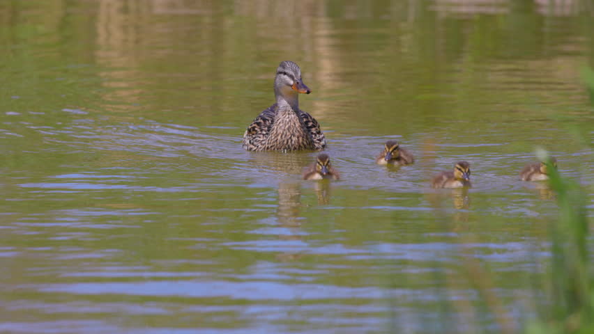 Slow Motion Shot Of Wild Dabbling Duck Swimming With Ducklings In Rippled Lake - Arvada, Colorado