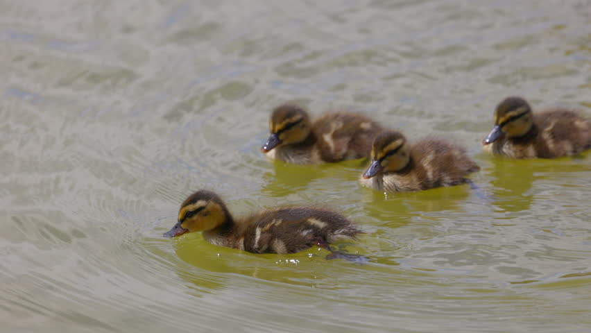 Slow Motion Shot Of Cute Wild Duck Ducklings Floating On Lake During Sunny Day - Arvada, Colorado