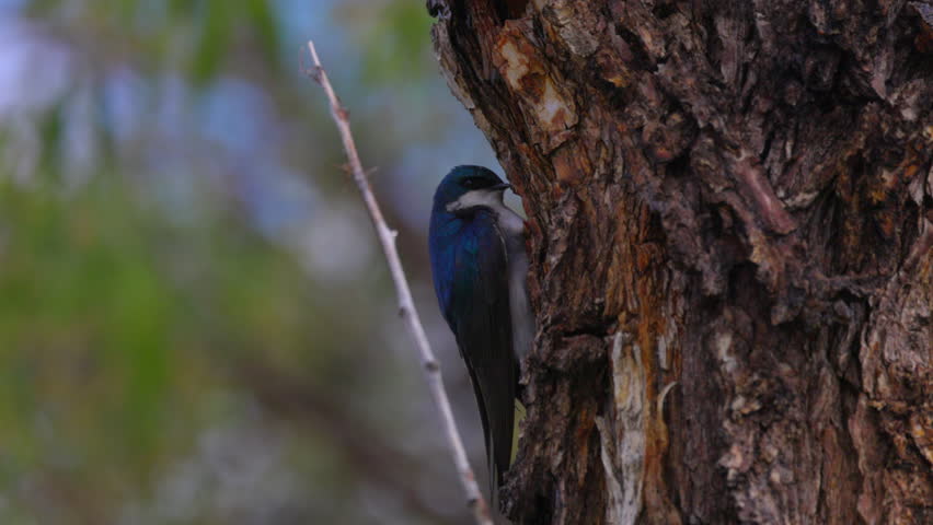 Tree Swallow Perching On Textured Tree Trunk In Forest - Arvada, Colorado