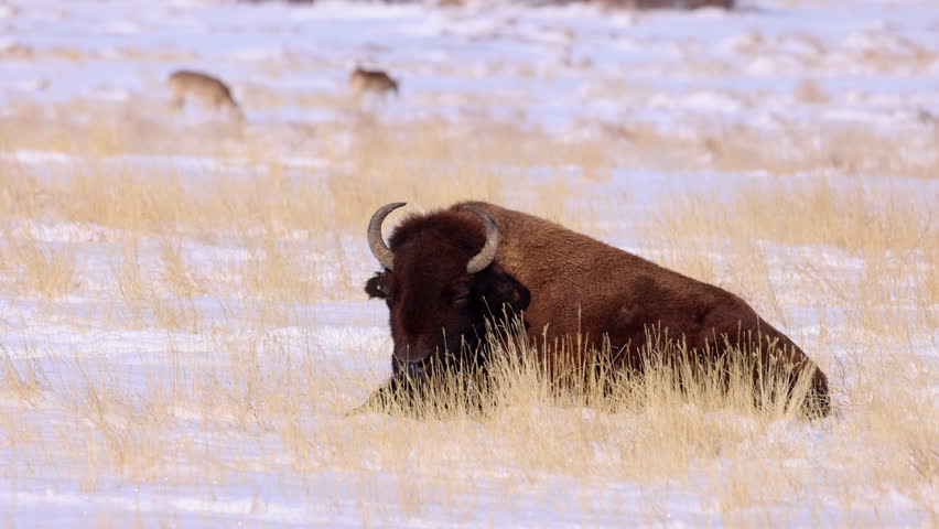 Slow Motion Lockdown Shot Of American Bison Sleeping On Snowy Land - Commerce City, Colorado