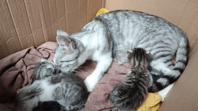 The mother cat licks her kitten while nursing her other kittens in a cardboard box