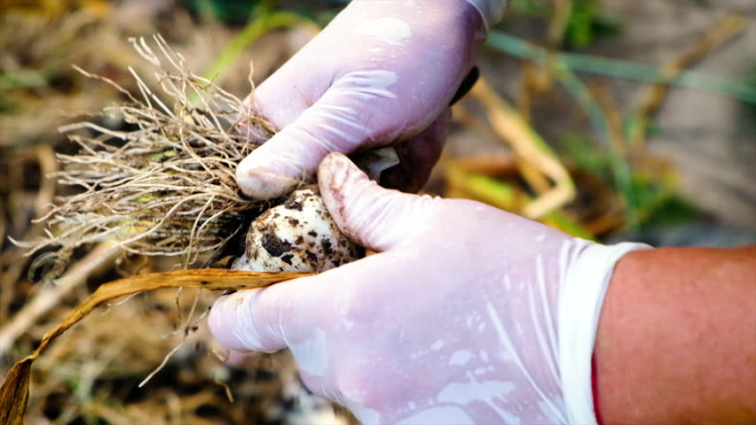 Harvest garlic in the garden. Selective focus. Nature.