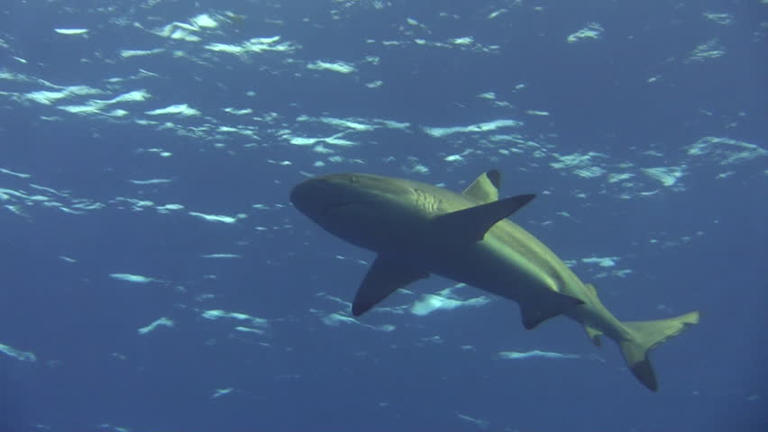 Blacktip reef shark patrolling the blue water, view from below during daylight and clear visibility