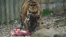 Video of a Sumatran tiger in zoo